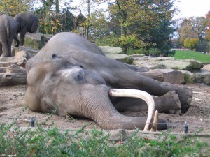 Sleeping_asian_elephant