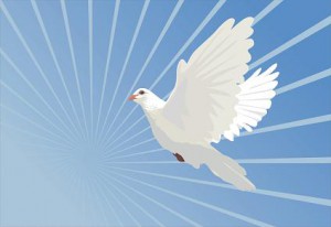 bird-of-peace-424