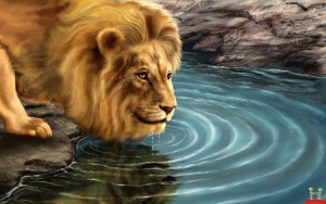 lion-drinking-water-on-lake-hd-wallpaper