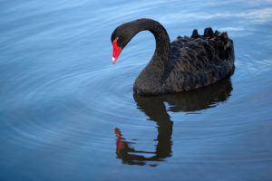 black-swan