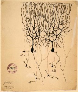 ramon y cajal