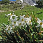 A cluster of white narcissus flowers with yellow centers blooming in lush green grass, set against a stunning mountain landscape under a clear blue sky.