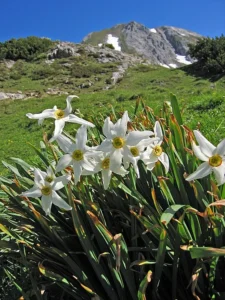 A cluster of white narcissus flowers with yellow centers blooming in lush green grass, set against a stunning mountain landscape under a clear blue sky.