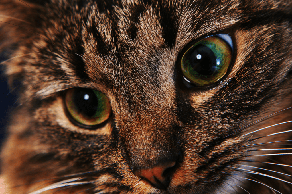 Close-up of a cat's face showcasing its distinctive nose and captivating eyes.