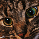 Close-up of a cat's face showcasing its distinctive nose and captivating eyes.