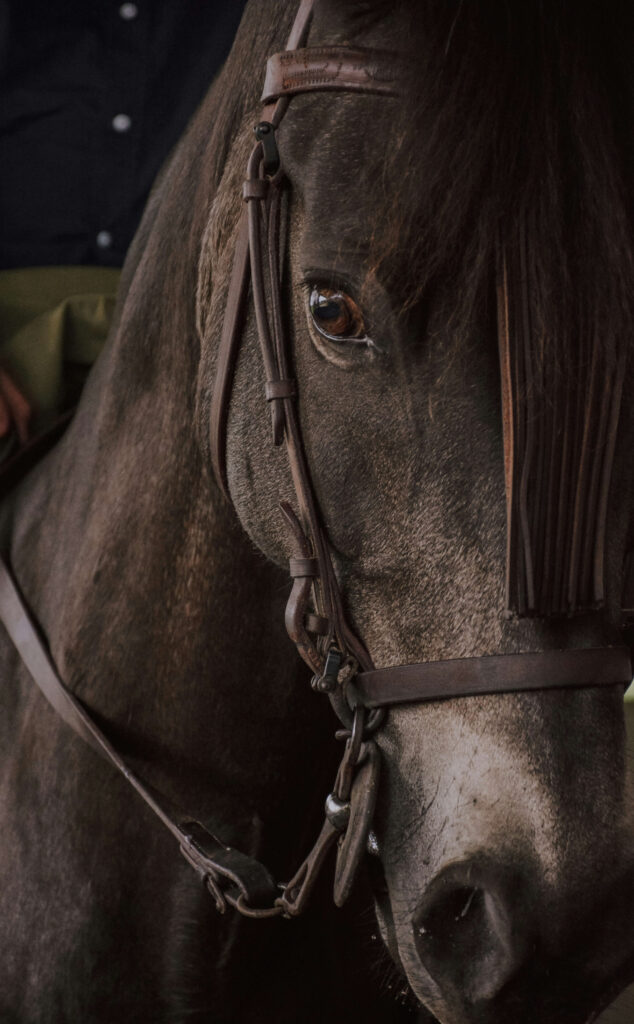 A majestic brown horse symbolizing stability, grounding, and personal growth in dream interpretation.